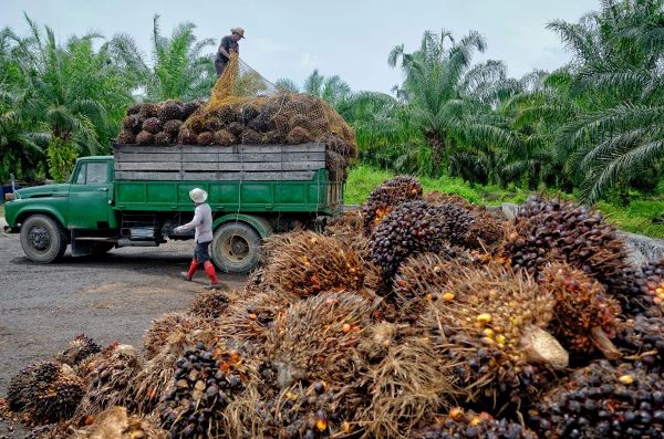 eprs-aag-614706-palm-oil-economic-and-environmental-impacts-finalss